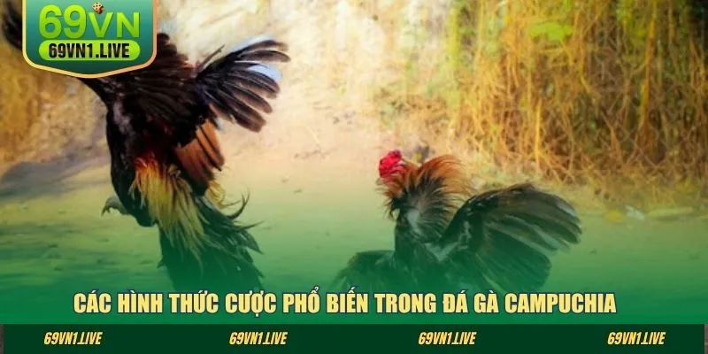 Các hình thức cược phổ biến trong đá gà Campuchia 