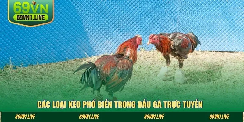 Các loại kèo phổ biến trong đấu gà trực tuyến
