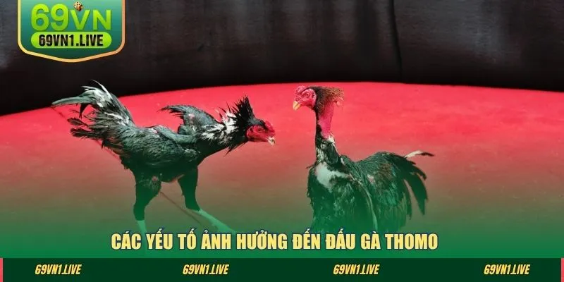 Các yếu tố ảnh hưởng đến đấu gà thomo 
