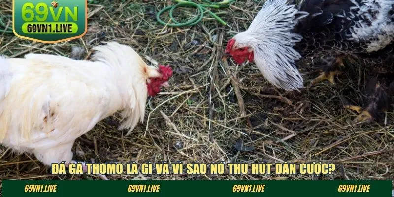 Đá Gà thomo là gì và vì sao nó thu hút dân cược?
