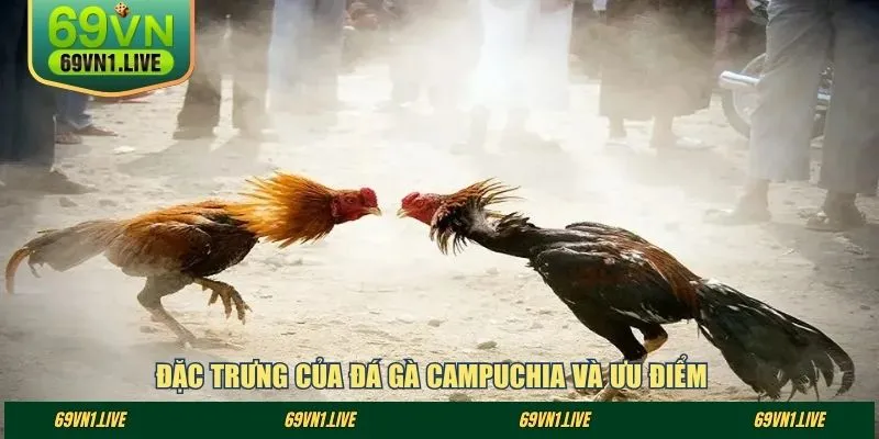 Đặc trưng của đá gà Campuchia và ưu điểm