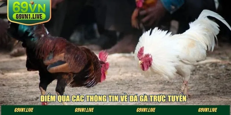 Điểm qua các thông tin về đá gà trực tuyến