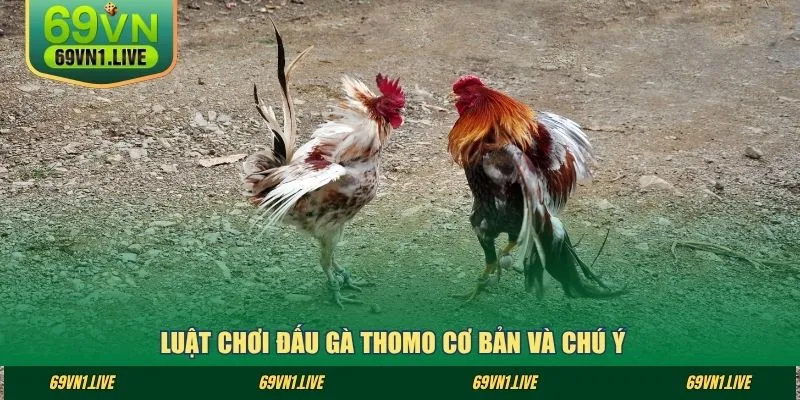 Luật chơi đấu gà thomo cơ bản và chú ý
